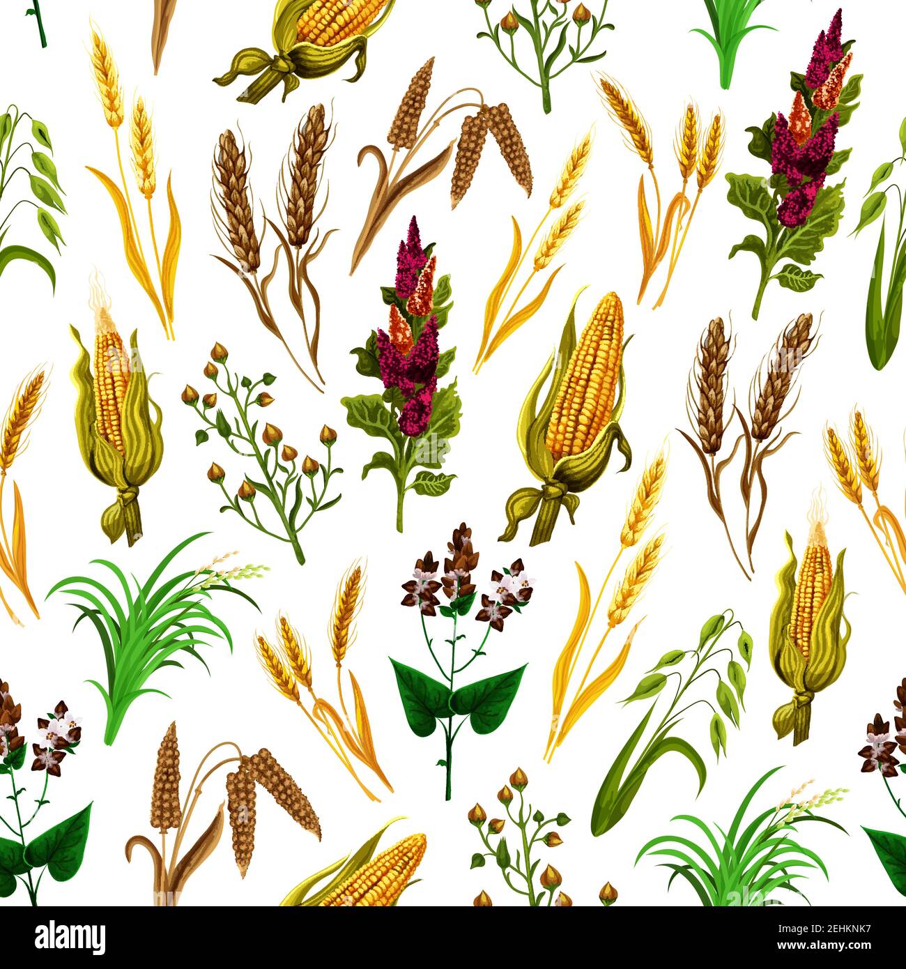 Semolina wheat plant Stock Vector Images - Alamy