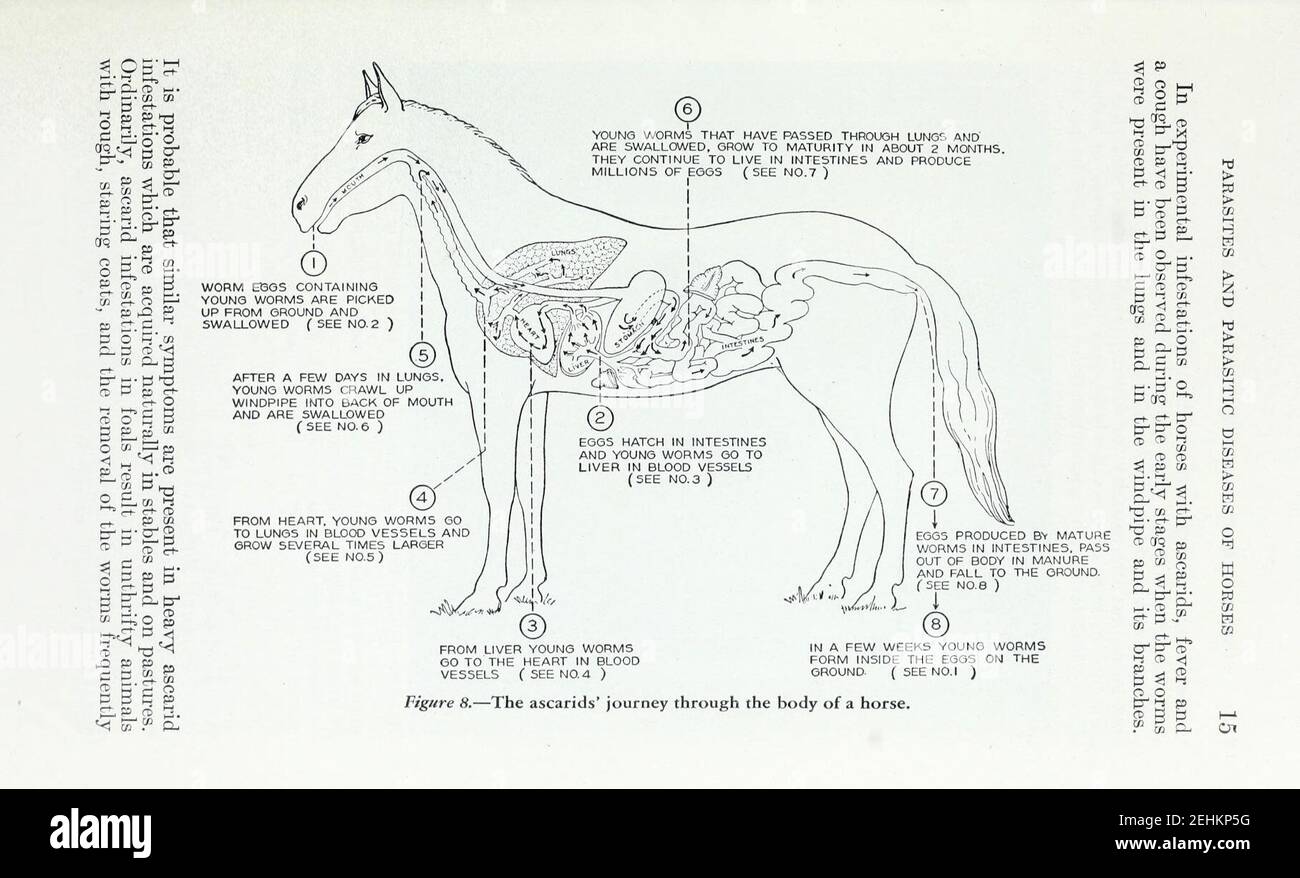 Parasites and parasitic diseases of horses (Page 15 Stock Photo Alamy