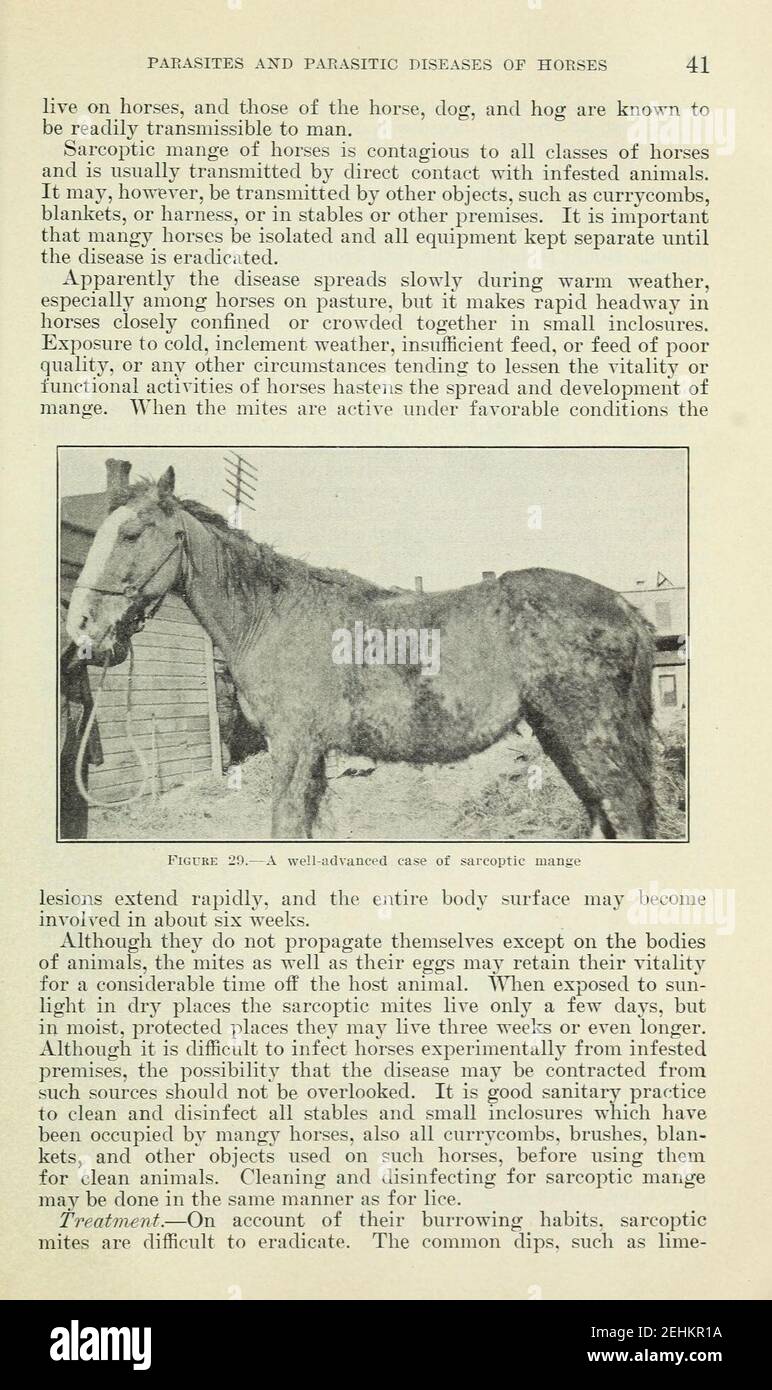 Parasites and parasitic diseases of horses (Page 41 Stock Photo Alamy