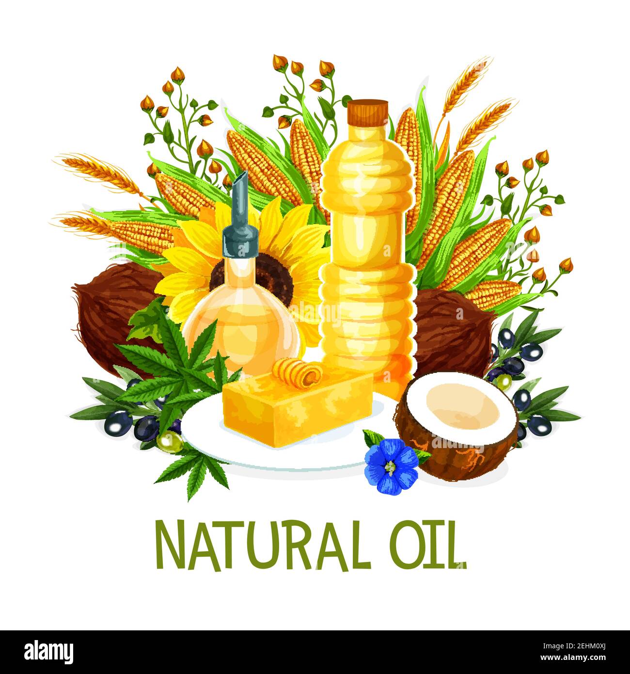 Natural oil in bottles, vector. Butter on plate, coconut and corn, sunflower, olives, herbs and wheat spikes, hemp and flowers. Extra virgin oils, org Stock Vector
