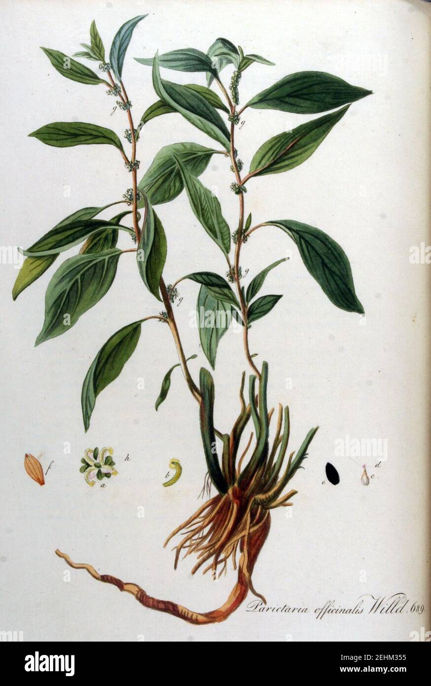 Parietaria officinalis — Flora Batava — Volume v9. Stock Photo