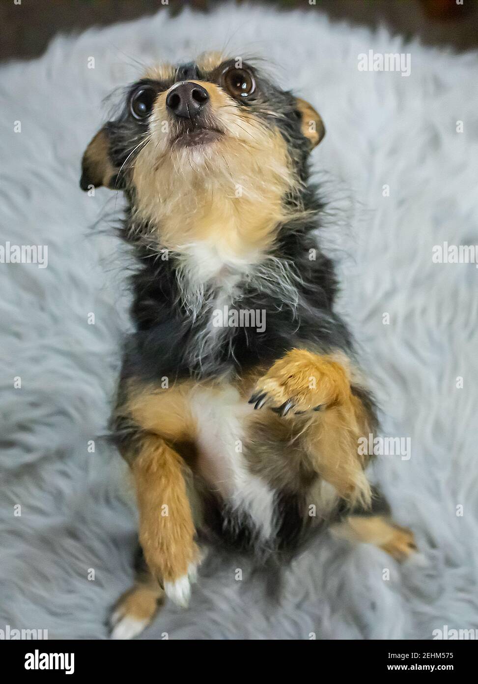 Begging puppy Stock Photo