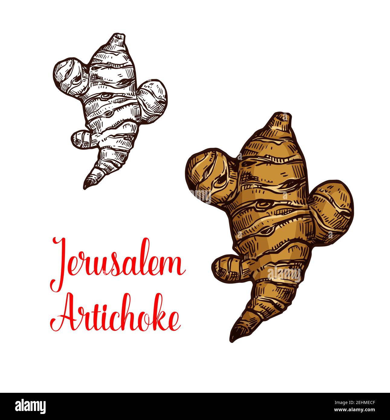 Jerusalem artichoke vector vectors hi-res stock photography and images ...