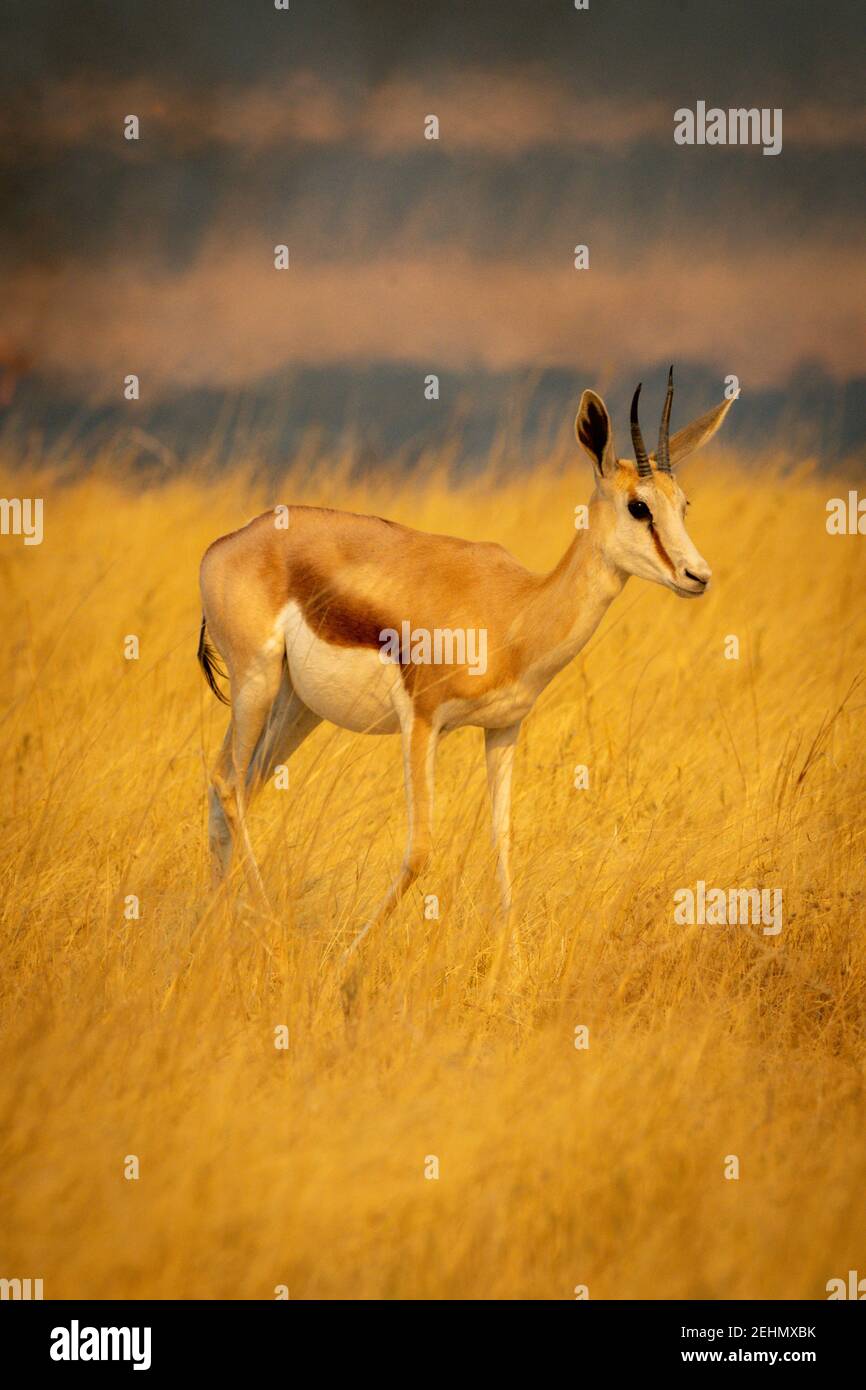 Springbok walks through grass with plains behind Stock Photo - Alamy