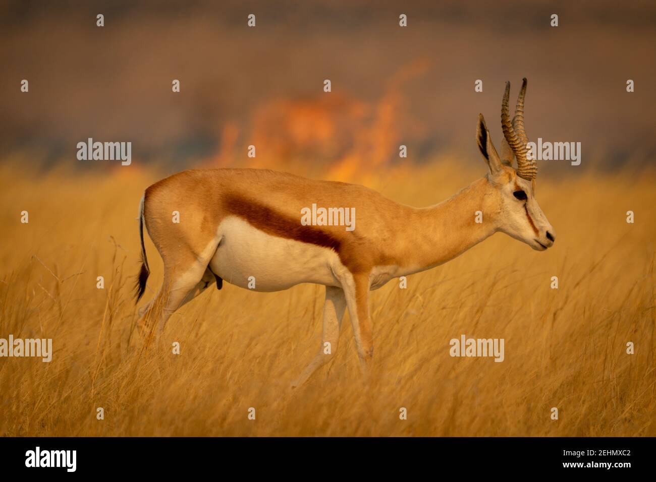 Springbok walks through grass with fire behind Stock Photo - Alamy