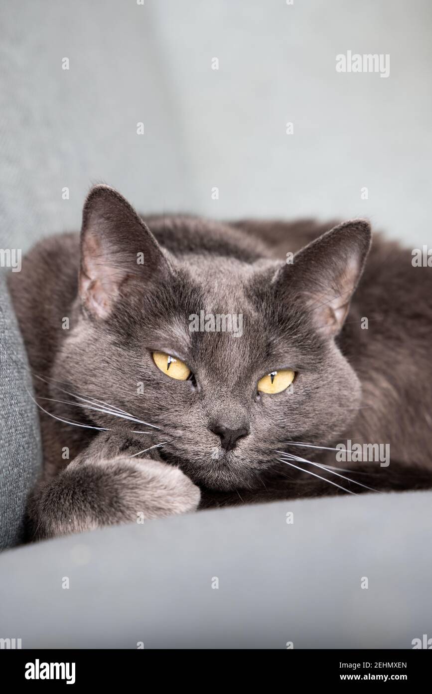 Lazy russian blue breed cat resting on the sofa. Stock Photo
