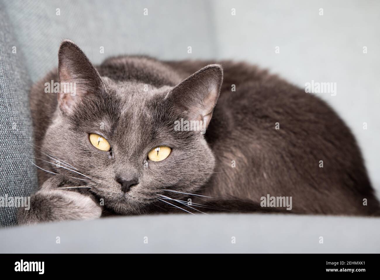 Lazy russian blue breed cat resting on the sofa. Stock Photo