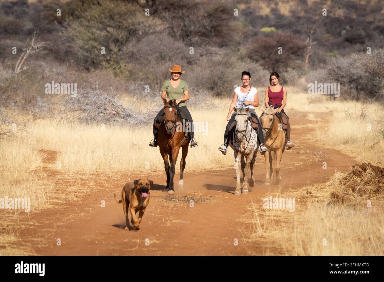 Ride along dog hi-res stock photography and images - Alamy