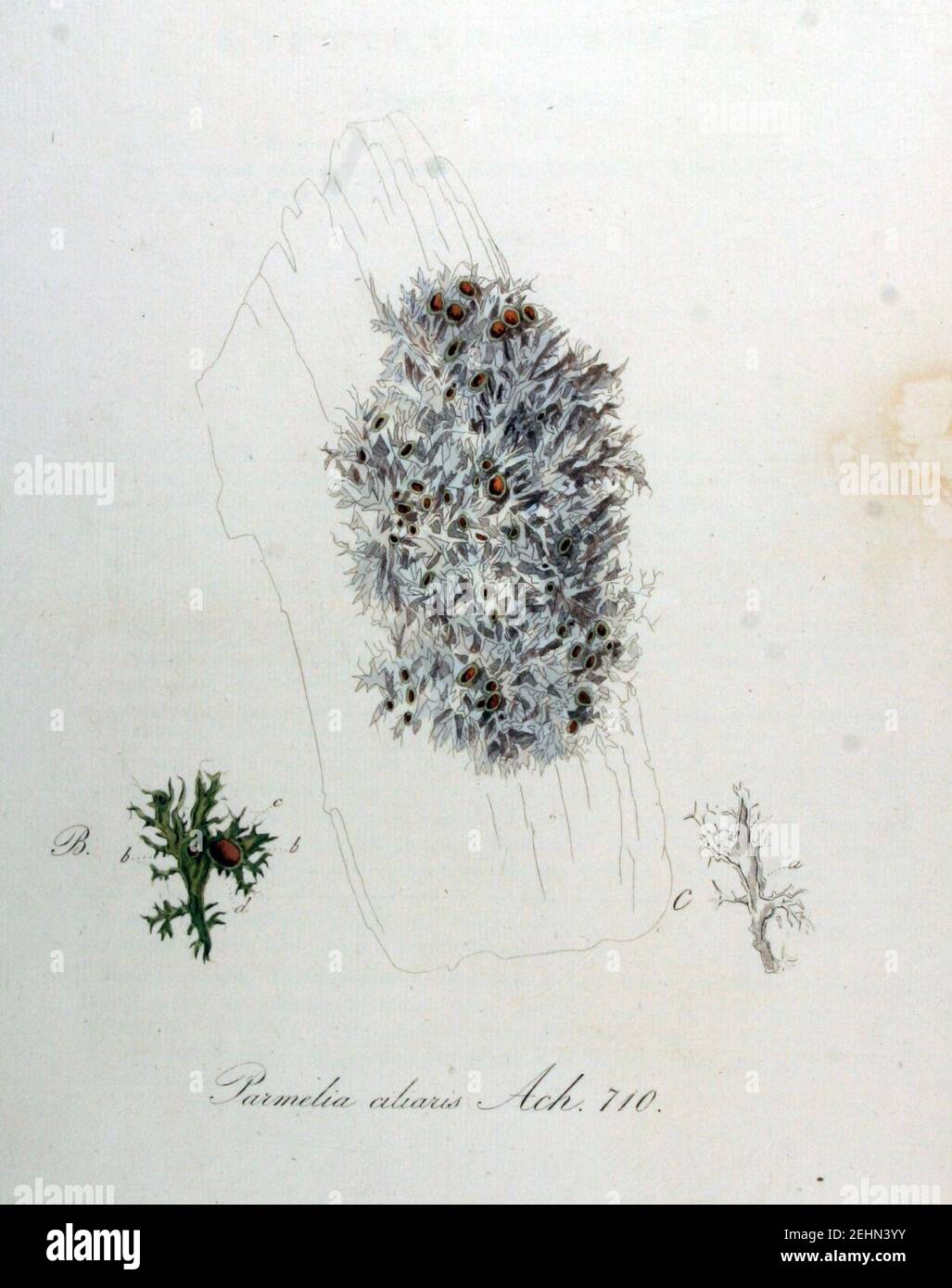 Parmelia ciliaris — Flora Batava — Volume v9. Stock Photo