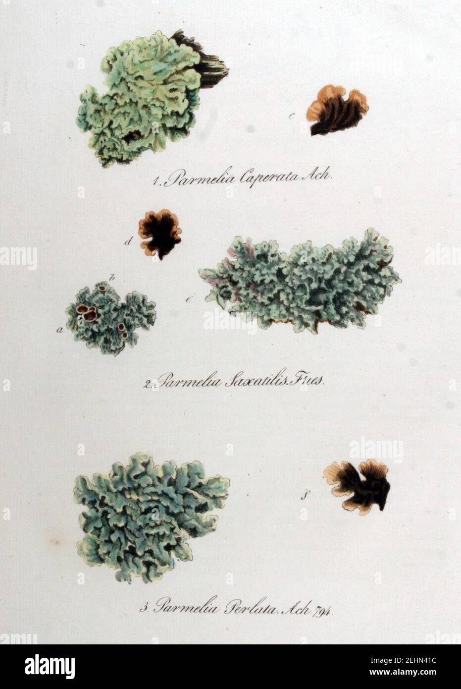 Parmelia caperata — Flora Batava — Volume v10. Stock Photo