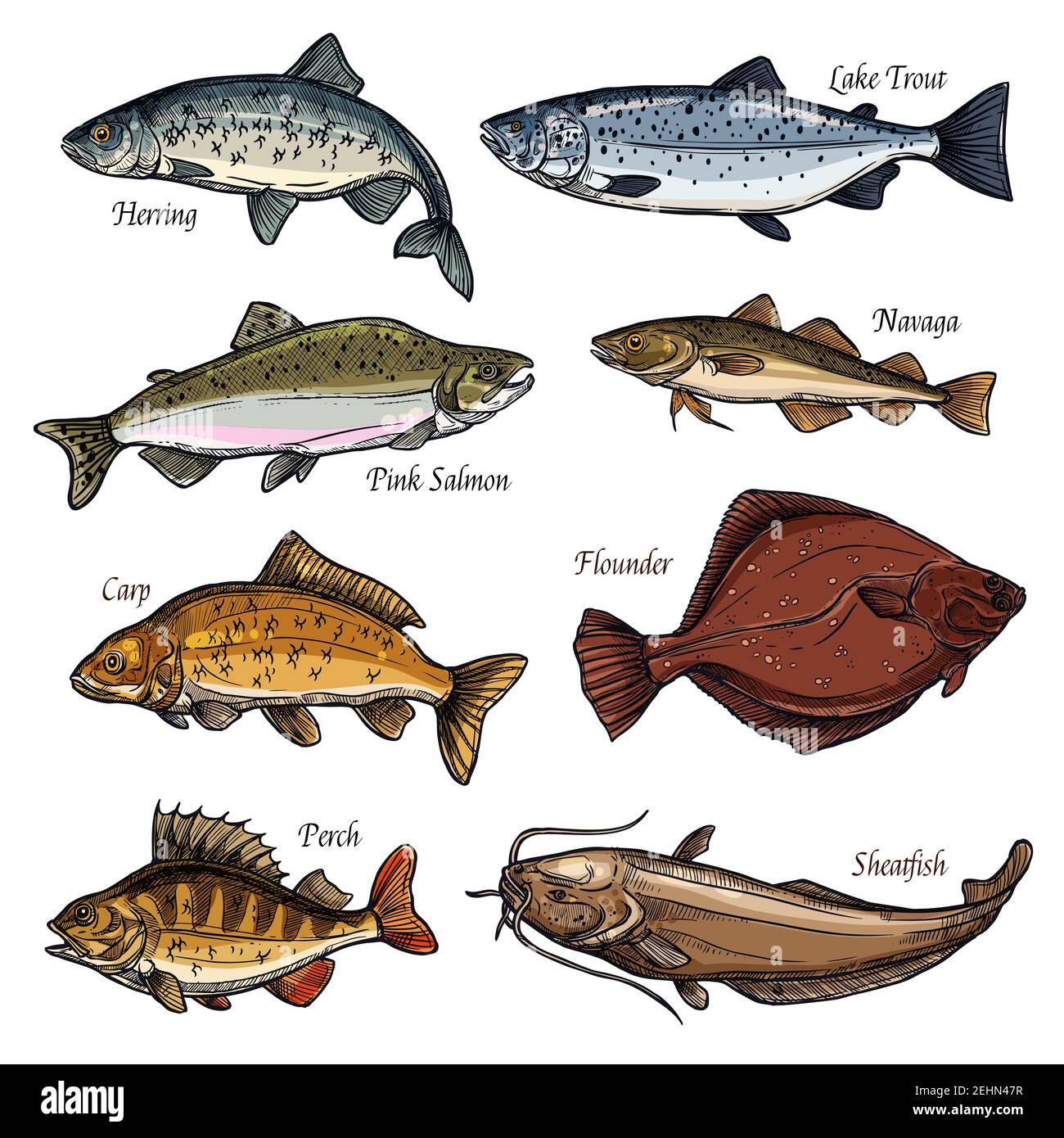 Fresh fish and seafood animals isolated sketch icons. Salmon, perch and