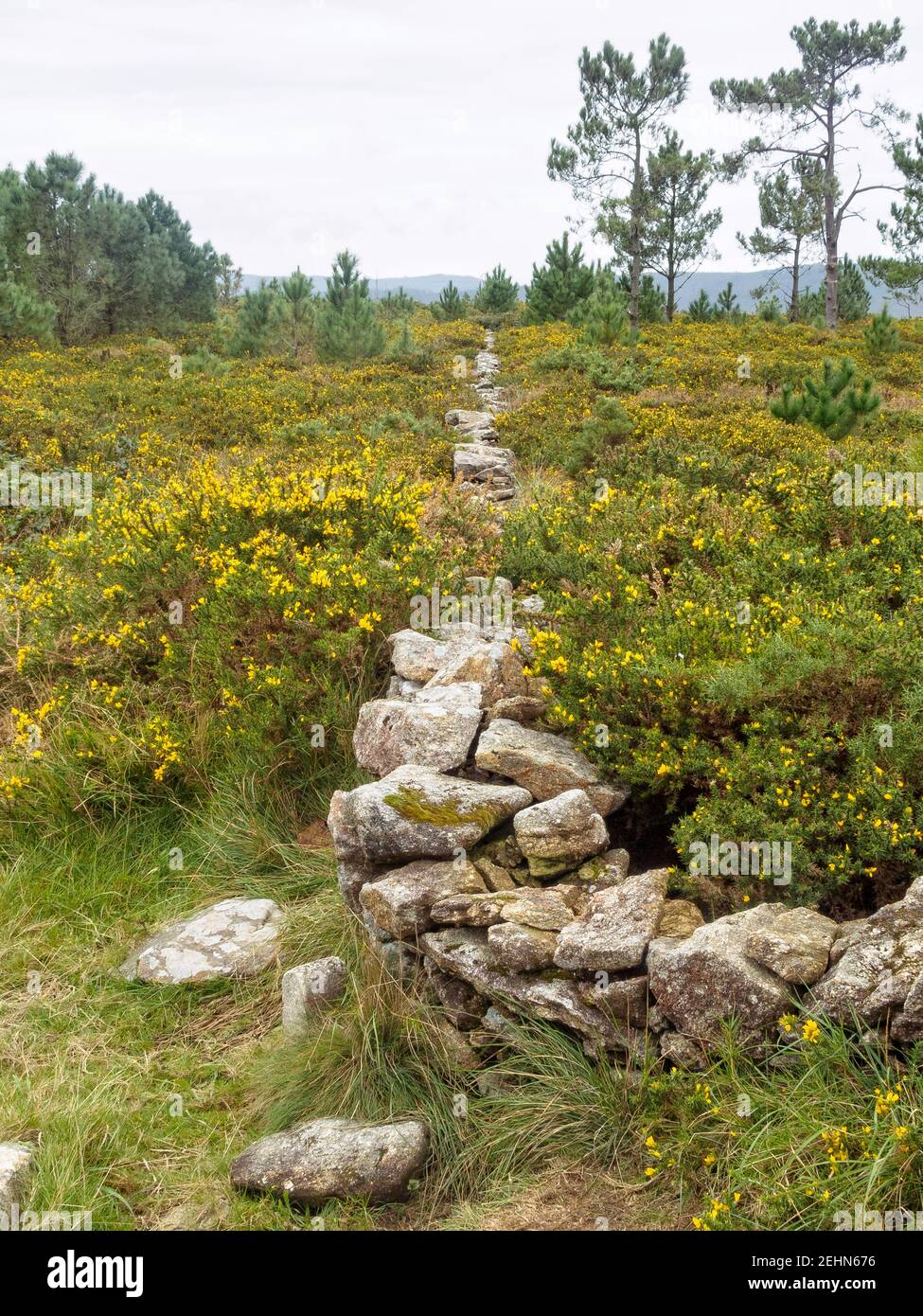 Dry-stone wall surrounded by yellow wildflowers - San Pedro Martir, Galicia, Spain Stock Photo
