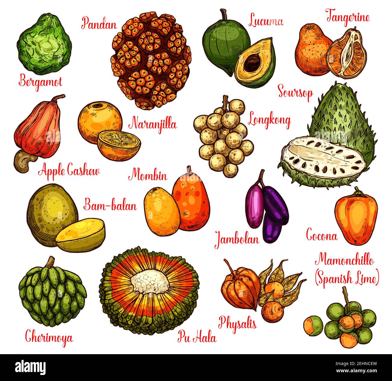 Exotic tropical fruits sketch with names. Vector pandan or pandanus, longkong or soursop apple and mombin, naranjilla or jambolan and bergamot fruit, Stock Vector