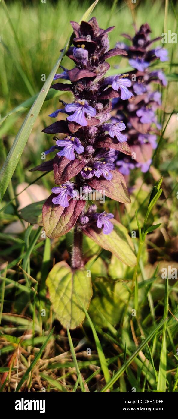 Closeup of the beautifully blossomed purple flower in the field Stock ...