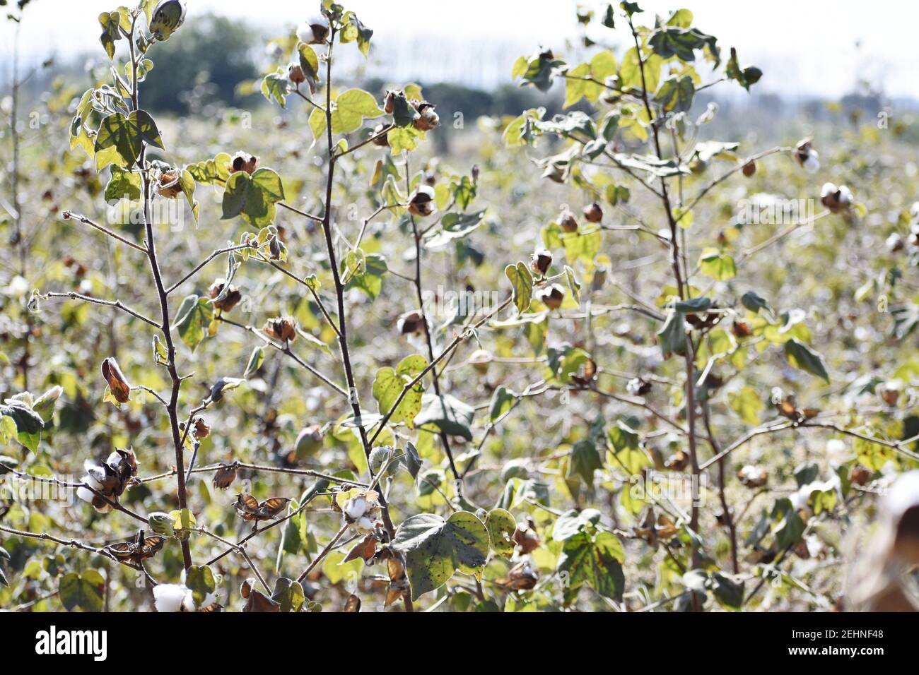 Beautiful view of a cotton field ready for harvesting Stock Photo Alamy