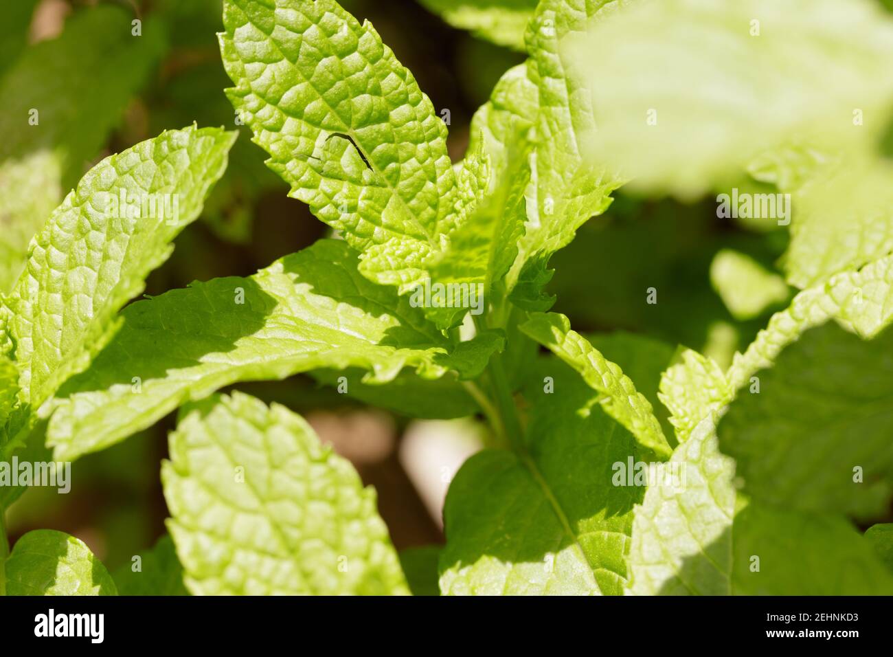 Macro photo shot of mint plant. Textured view Stock Photo