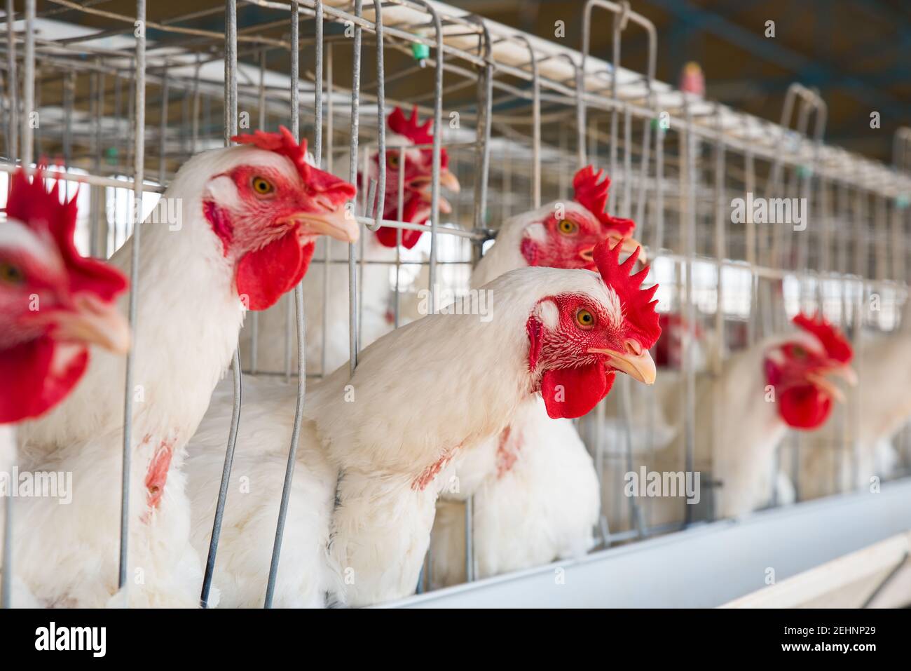 Chicken in a Cage at Poultry Farm Stock Photo