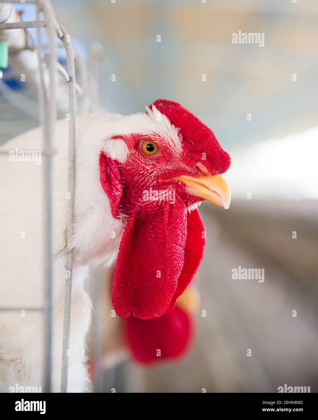 Chicken in a Cage at Poultry Farm Stock Photo