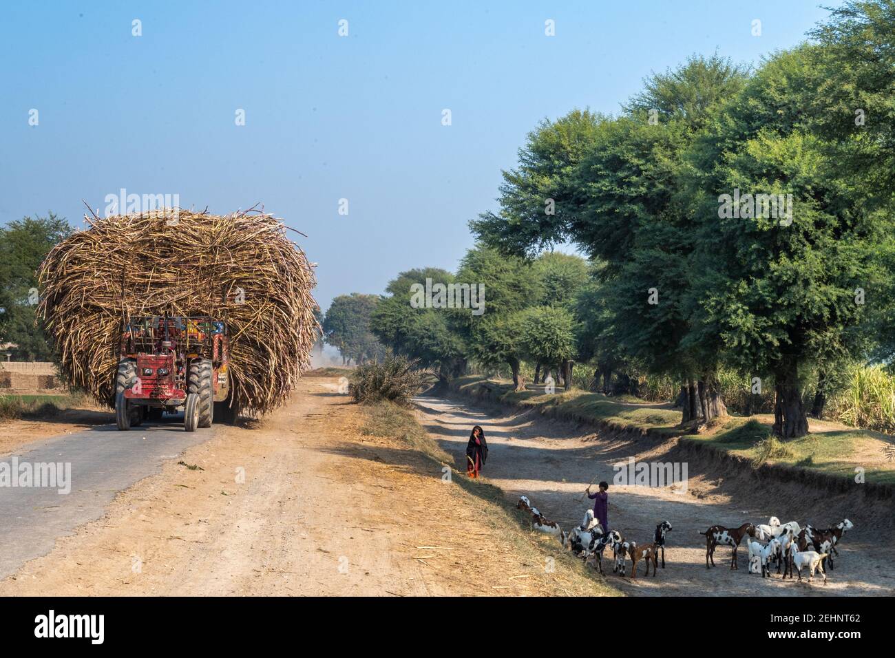 Man Carrying Hay with a Tractor, rural Punjab, Pakistan Stock Photo
