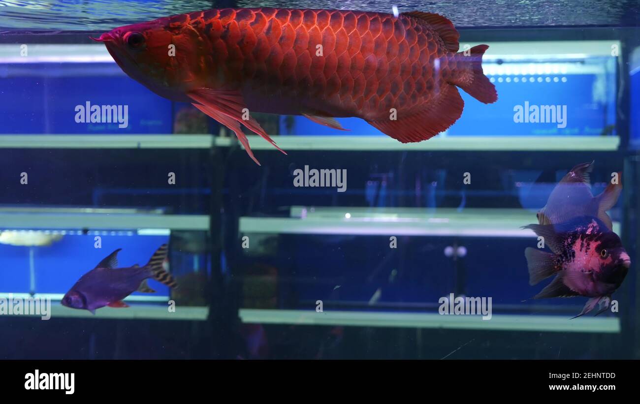 Diversity of tropical fishes in exotic decorative aquarium