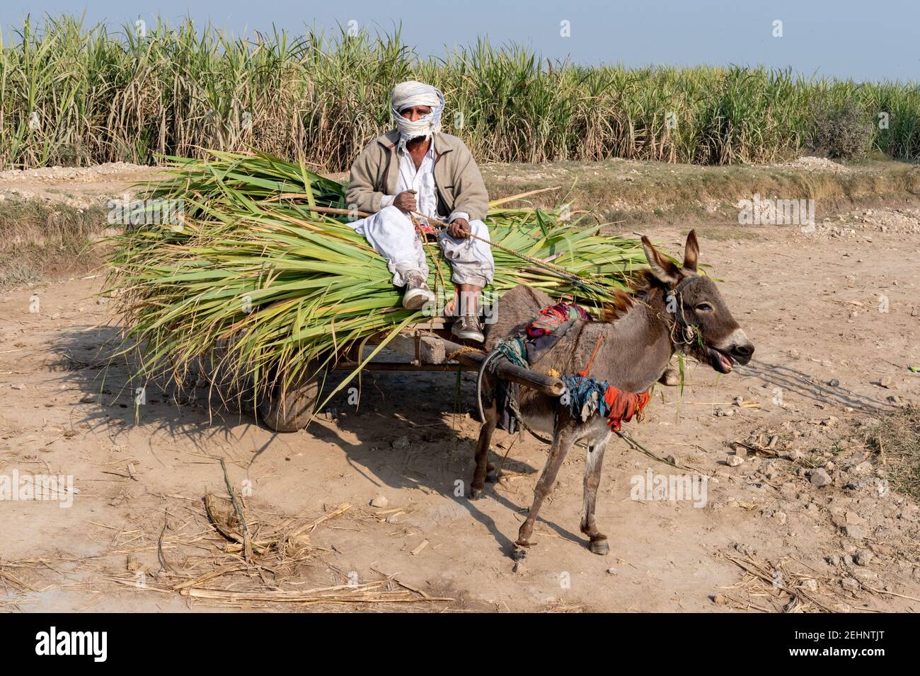 Man with his mule, rural Punjab, Pakistan Stock Photo