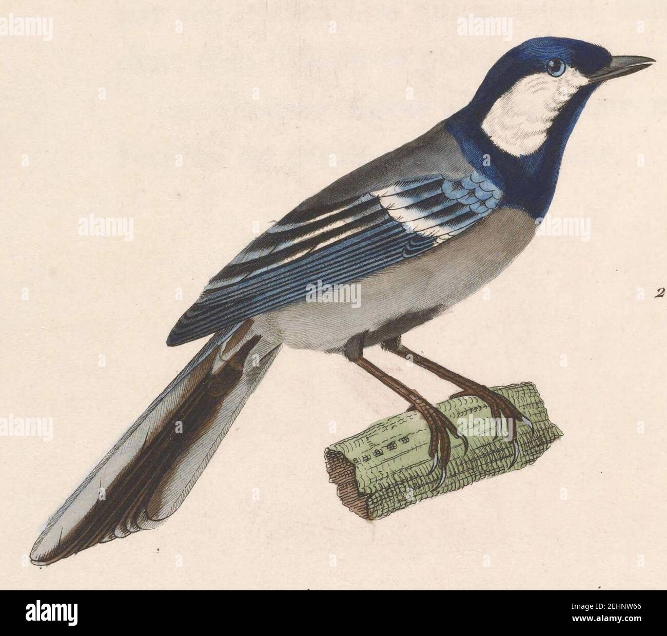 Parus cinereus 1838 Stock Photo Alamy