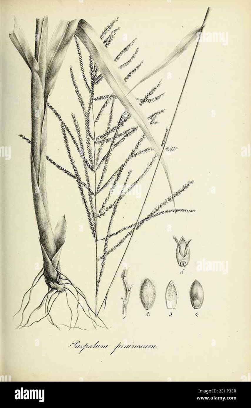 Paspalum pruinosum - Species graminum - Volume 3. Stock Photo
