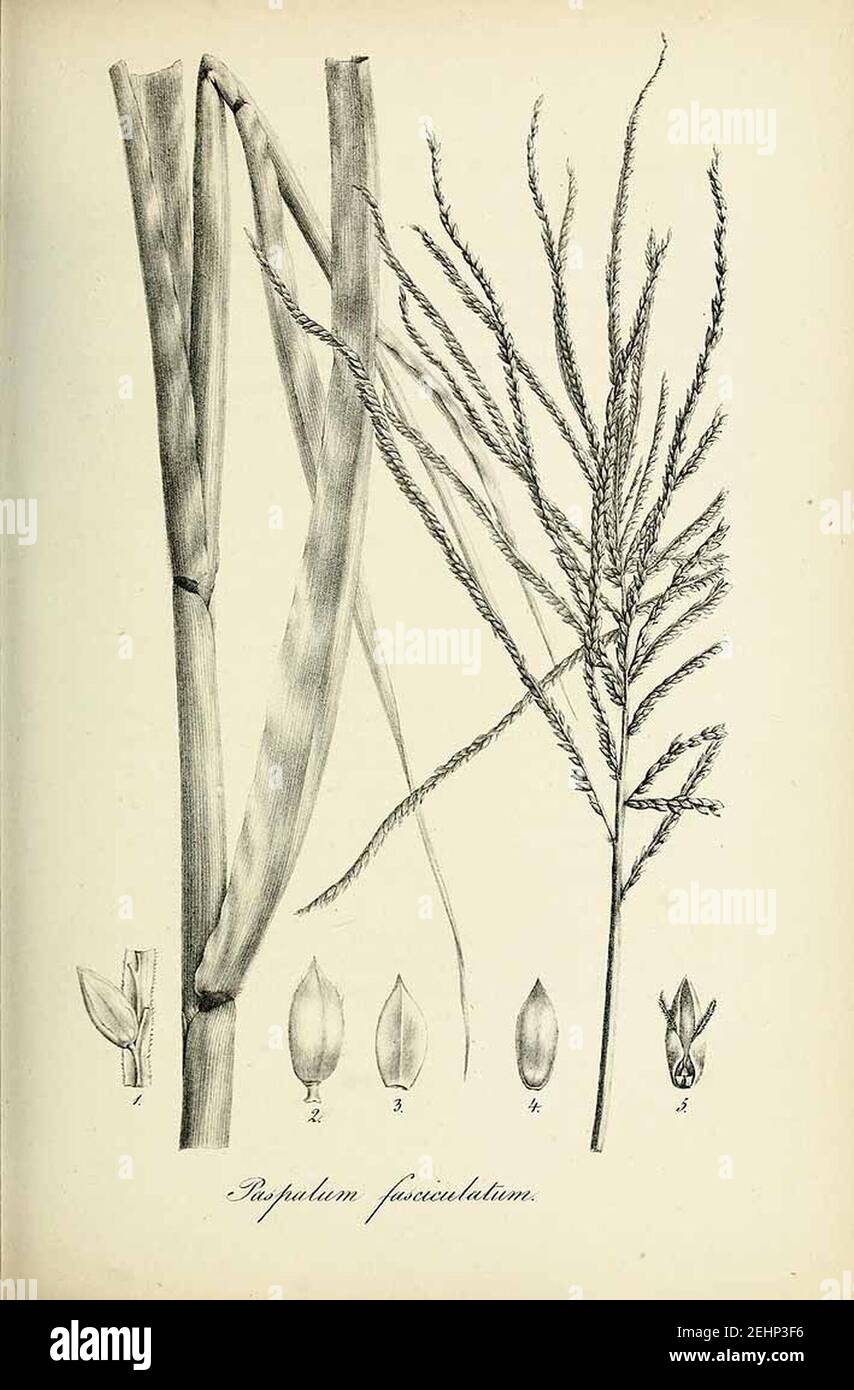 Paspalum fasciculatum - Species graminum - Volume 3. Stock Photo