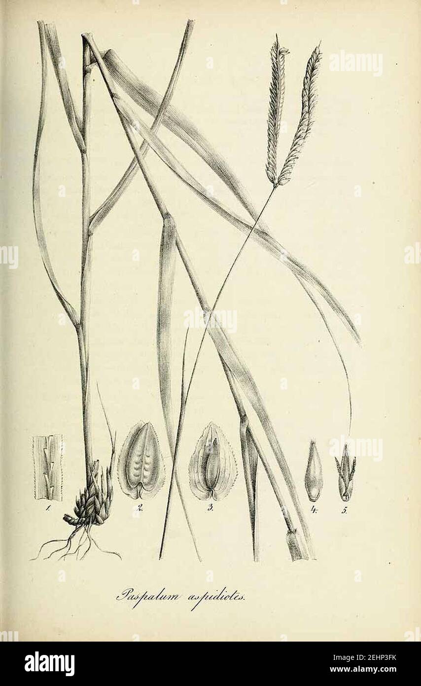 Paspalum aspidiotes - Species graminum - Volume 3. Stock Photo