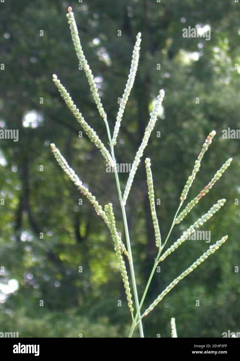 Paspalum floridanum. Stock Photo