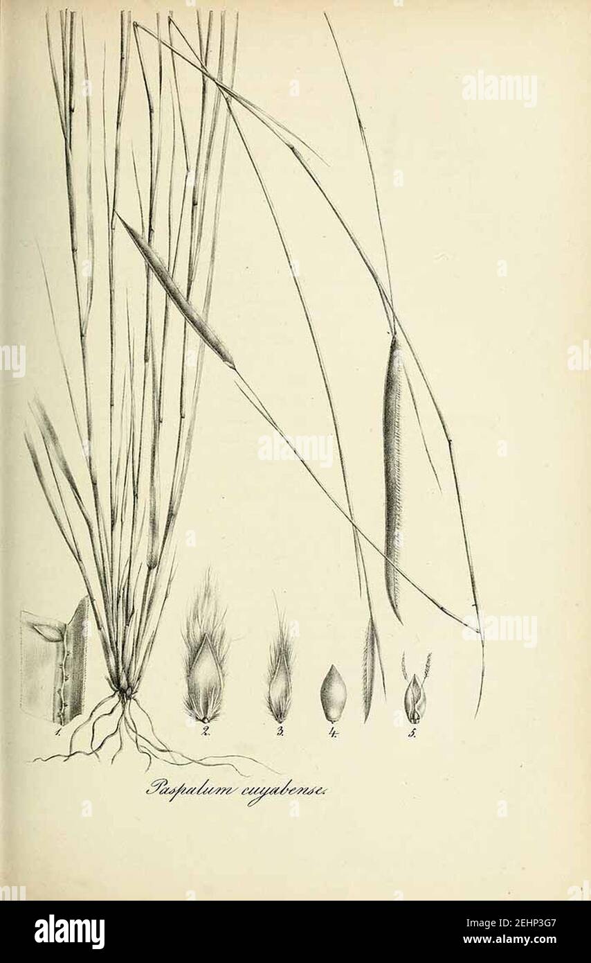 Paspalum cuyabense - Species graminum - Volume 3. Stock Photo