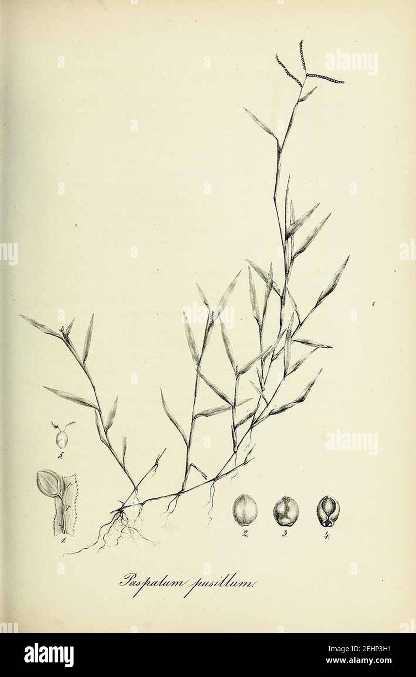 Paspalum pusillum - Species graminum - Volume 3. Stock Photo
