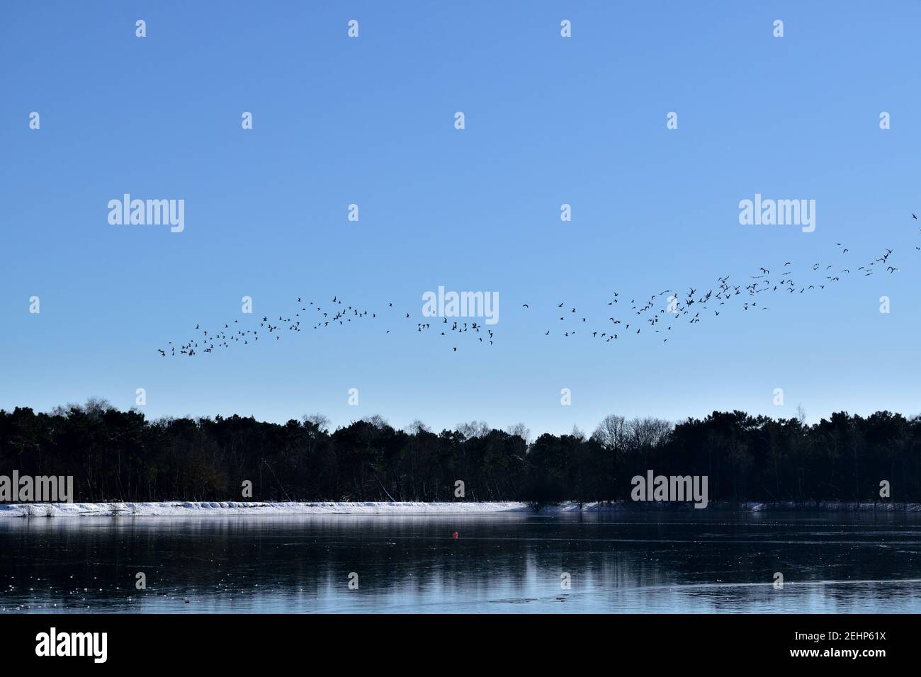 Migrating birds in flight over a frozen lake in the Netherlands Stock Photo