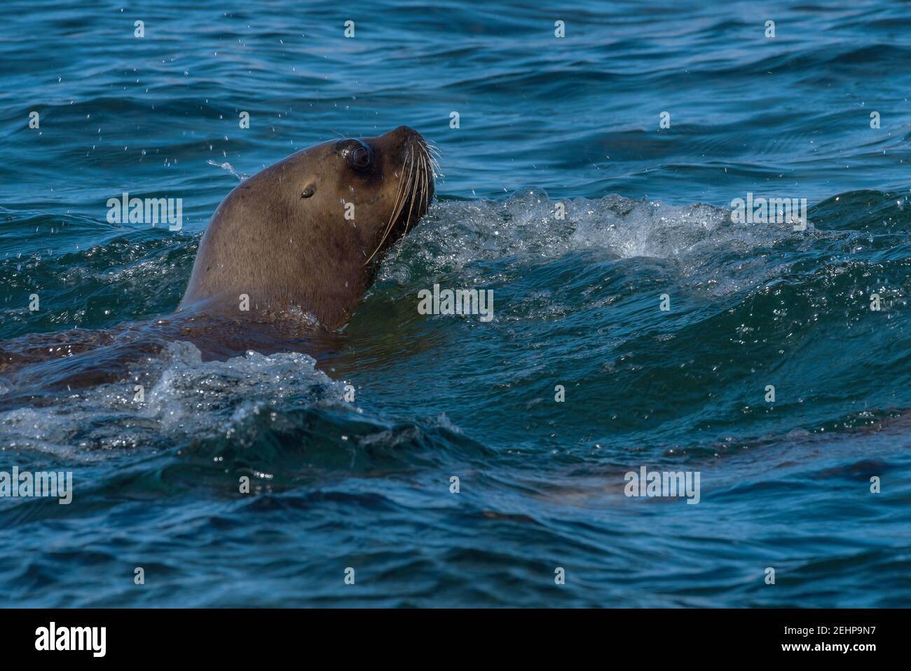 sea lion head in patagonia austral marine reserve, argentina Stock Photo