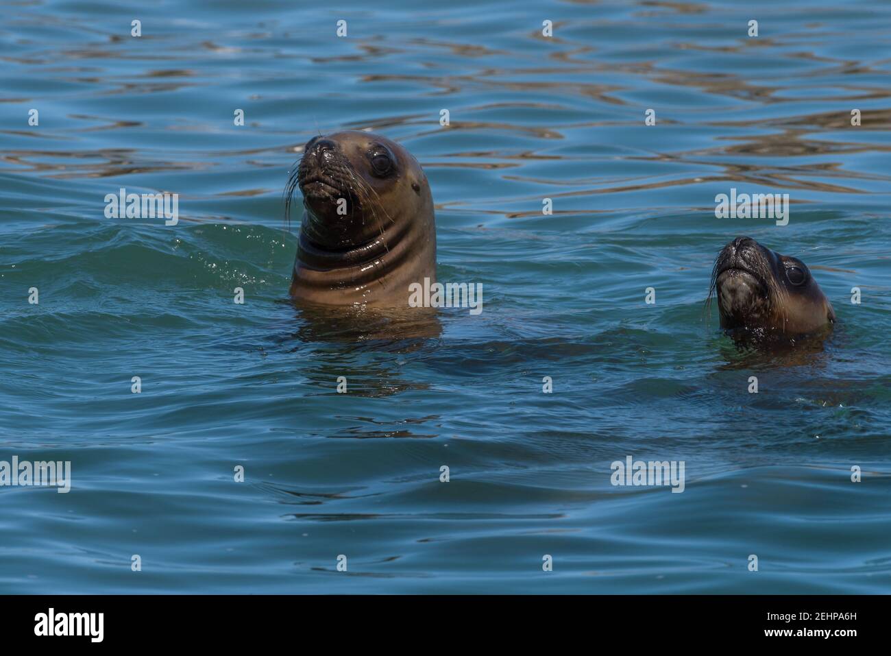 sea lion head in patagonia austral marine reserve, argentina Stock Photo
