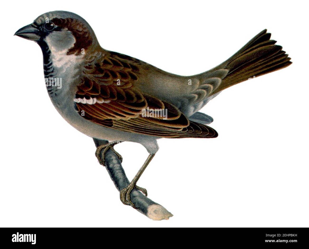 Domesticus passer Cut Out Stock Images & Pictures - Alamy