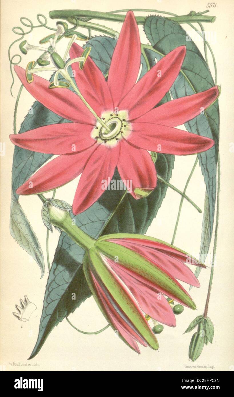 Passiflora antioquiensis (as Tacsonia van-volxemii) Bot. Mag. 92. t. 5571. 1866. Stock Photo