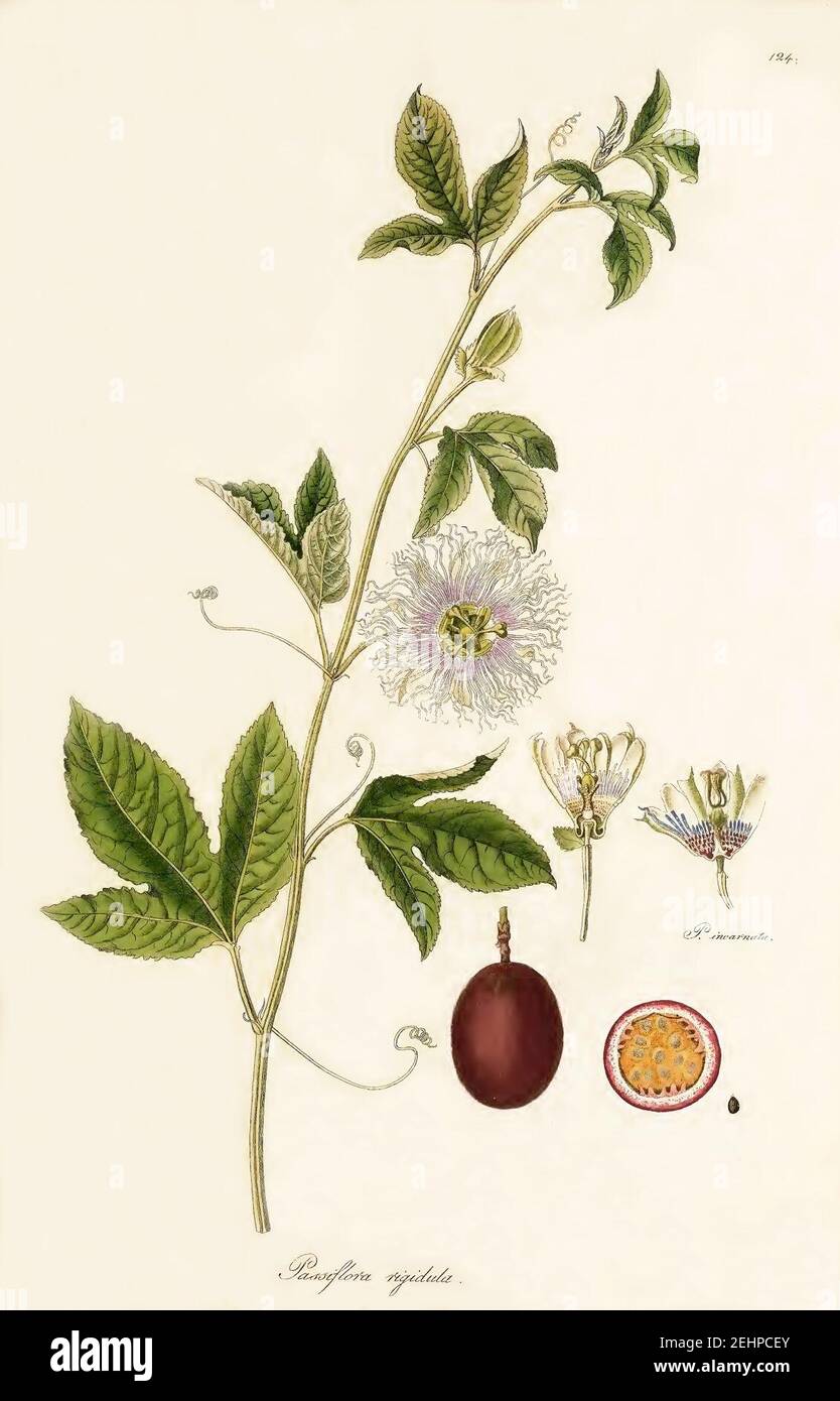 Passiflora rigidula 1844 Joseph Franz Jacquin. Stock Photo