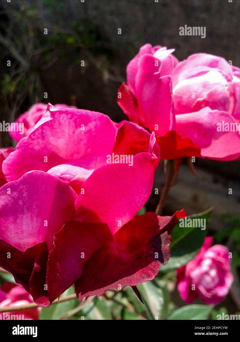 pink roses on its branches on terrace garden closeup Stock Photo