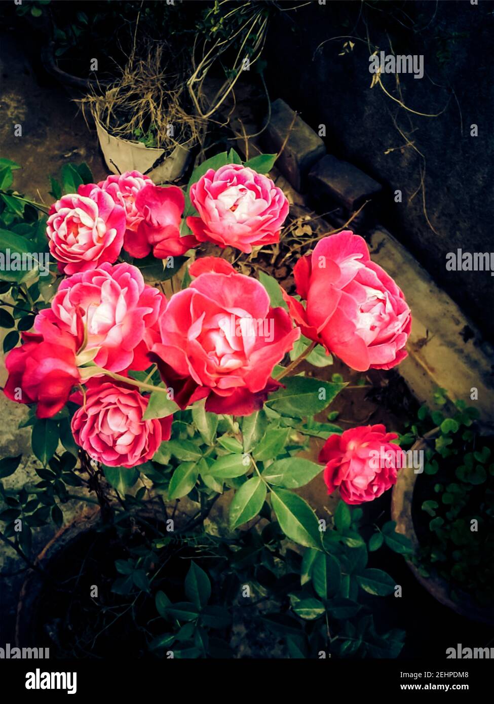pink roses on its branches on terrace garden closeup Stock Photo