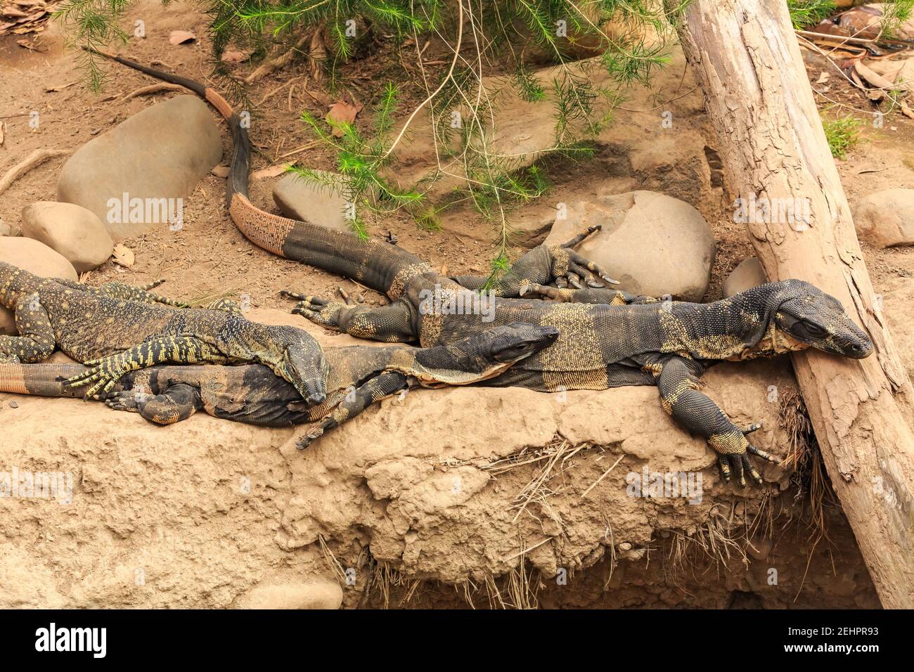 A family of lace monitors, or trees goannas, large reptiles native to Australia, resting together on a riverbank Stock Photo
