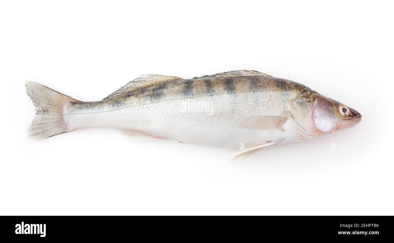 Fresh pike perch isolated on white background Stock Photo