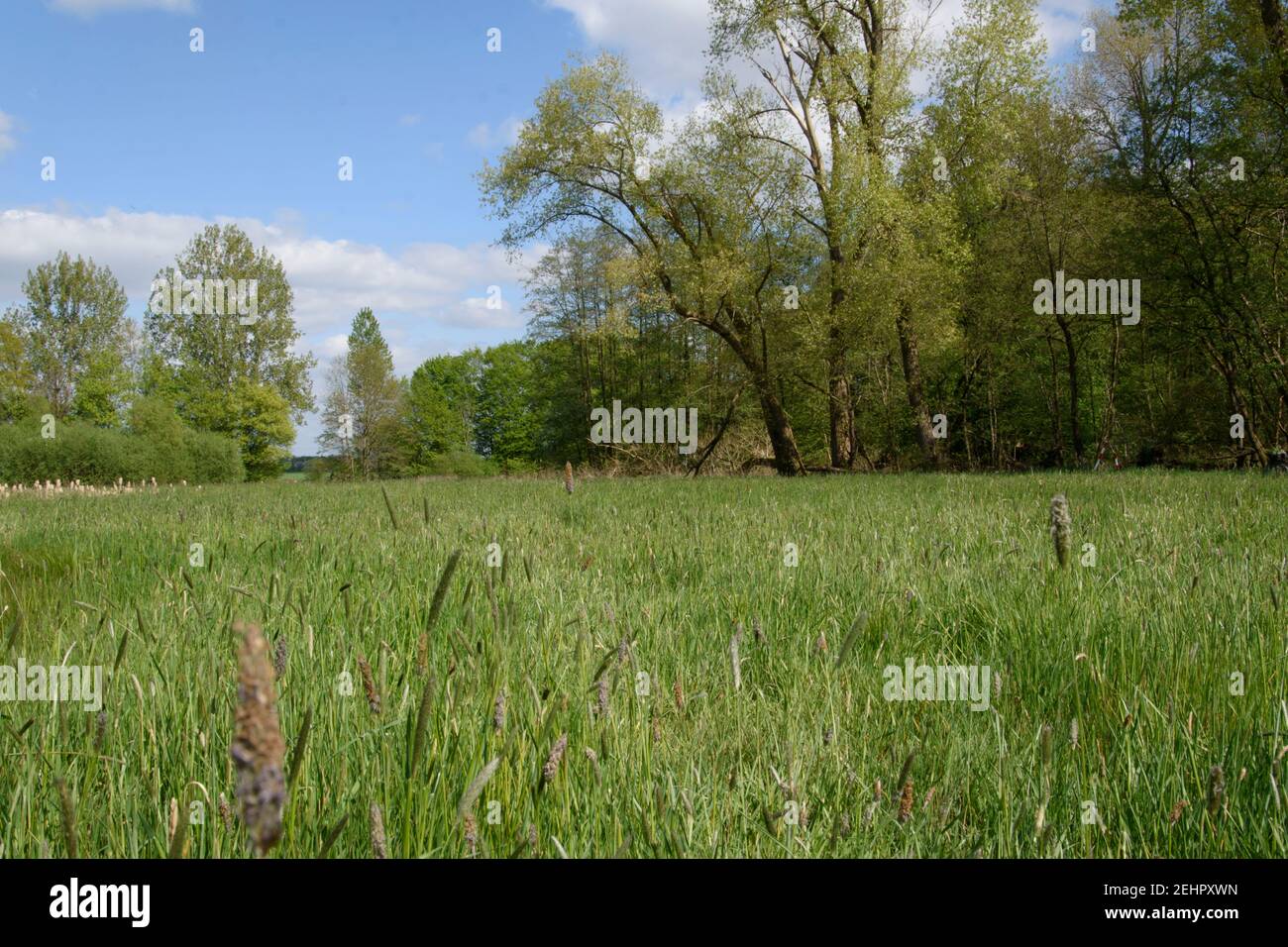 Meadow in a clearing in a wood near the Hücker Moor in Spenge. It's spring. Stock Photo