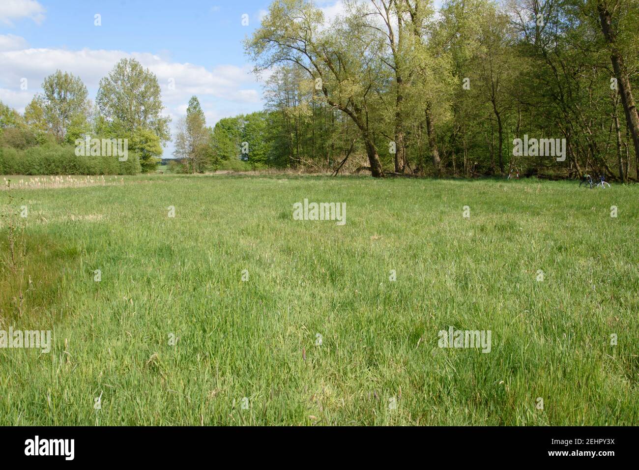 Meadow in a clearing in a wood near the Hücker Moor in Spenge. It's spring. Stock Photo