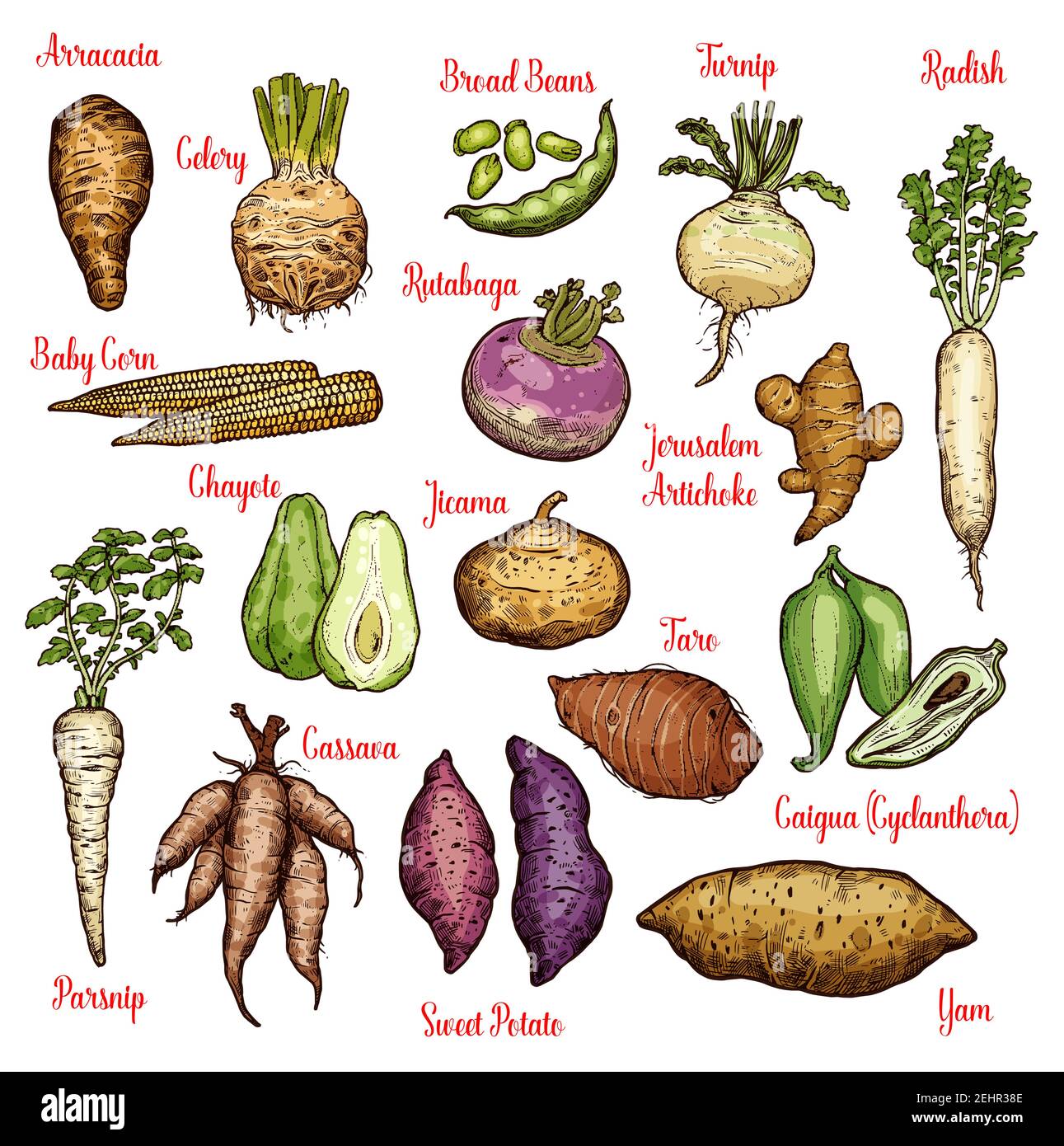 Vegetables sketches with taproots, beans and tubers of exotic plants. Radish, yam and celery, sweet potato, turnip and parsnip, baby corn, broad bean Stock Vector