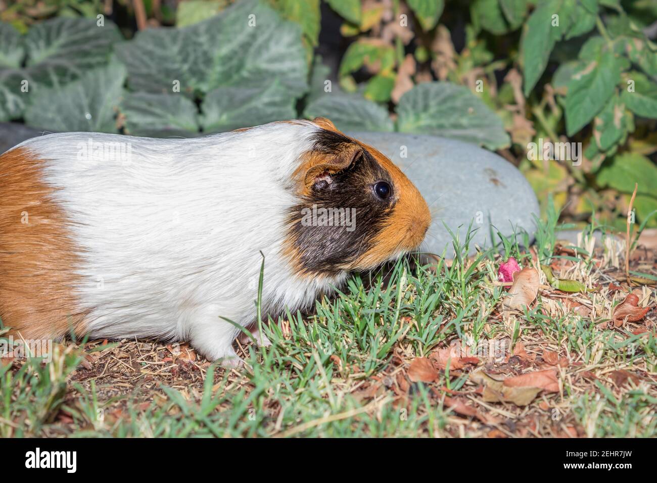 Domestic guinea pigs (Cavia porcellus) eating vegetables on a grass