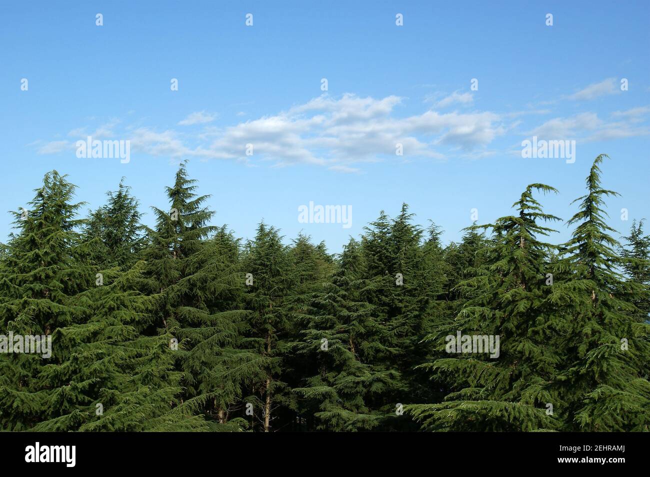 Pines against the blue sky Stock Photo - Alamy