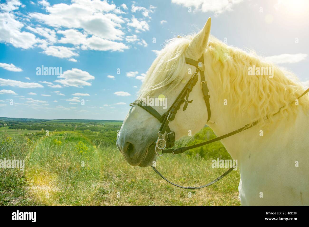White horse standing at top of a hill with blue sky background. Horse