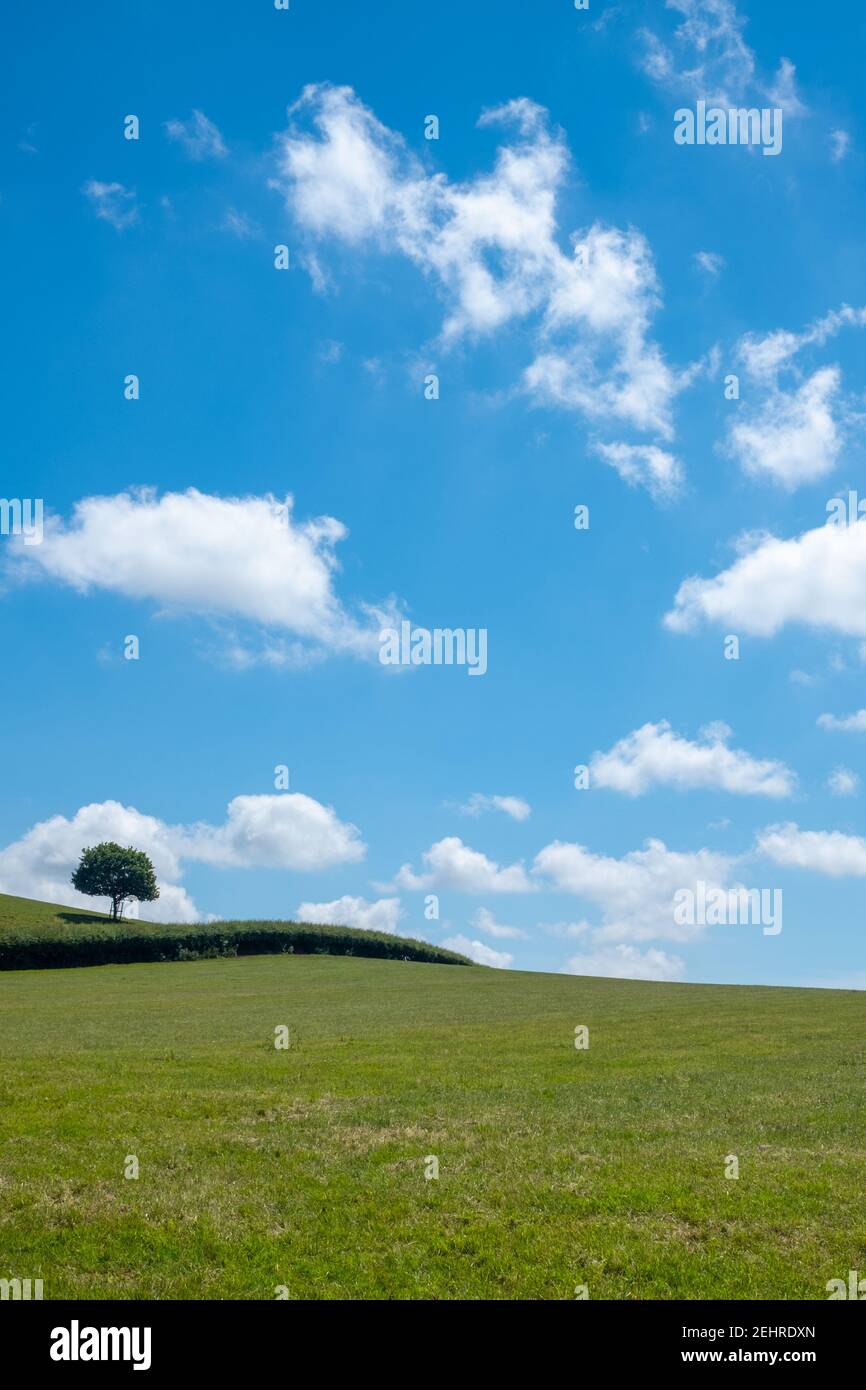 Rural countryside scene of a rolling green field with tree and blue cloudy sky during a beautiful summers day in Devon, England Stock Photo