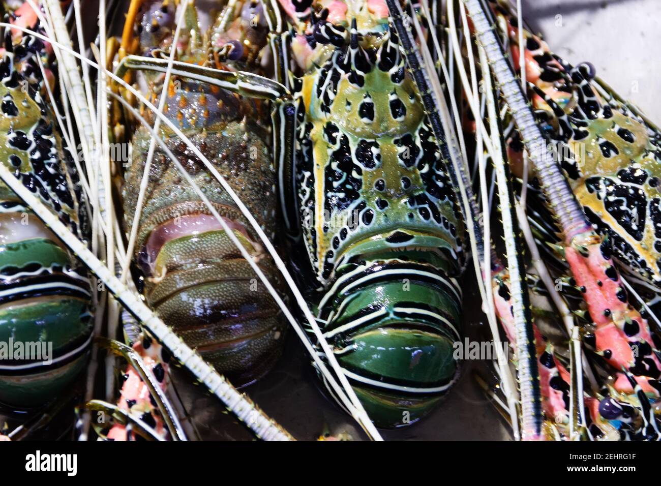 Crayfish (Palinurus) caught in the Laccadive sea. Sri Lanka seafood as